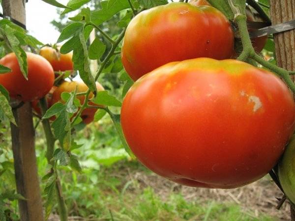 Tomaattihärän otsa