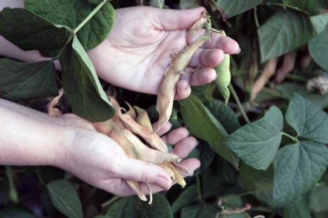 Fagioli di grano reale