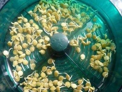 Paprikan siementen valmistelu istutusta varten 