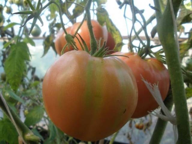 Tomaatti Alsou