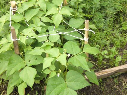 Snegurochka asparagus beans