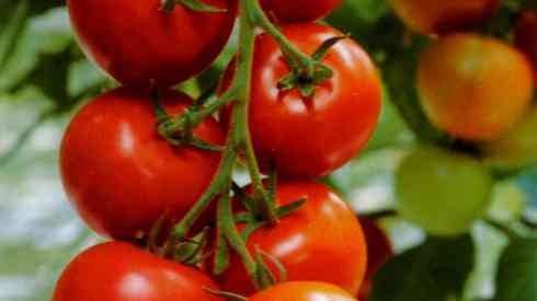 Tomaatti harjakatto
