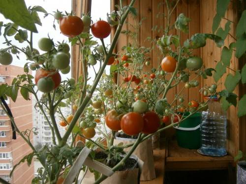 Tomaatin taimet parvekkeella