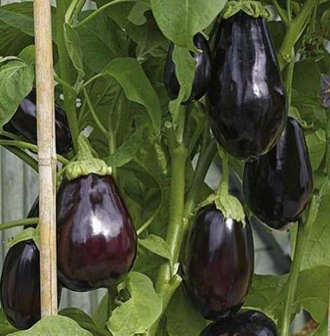 Aubergine Vikar