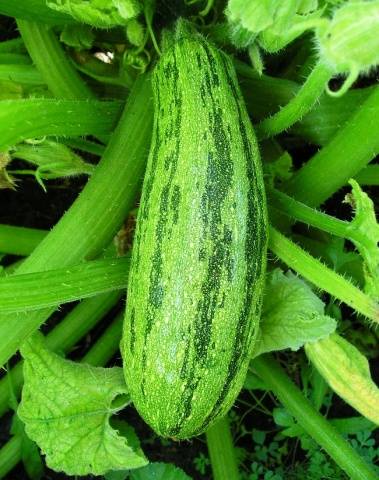 Zebra (zucchini)