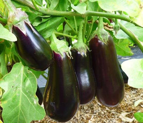 Drakosha aubergine