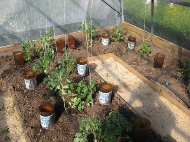 Kuinka kastella tomaatin taimia: kuinka usein ja millä 