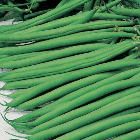 Haricots verts géants