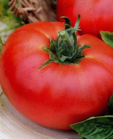 Tomaatti harjakatto