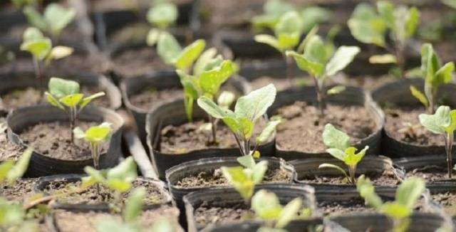 Planting av auberginefrøplanter