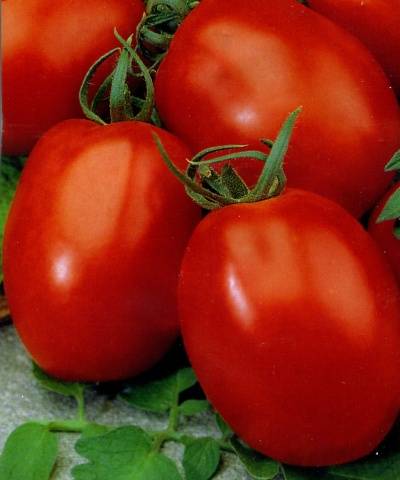 Tomaatti Adeline