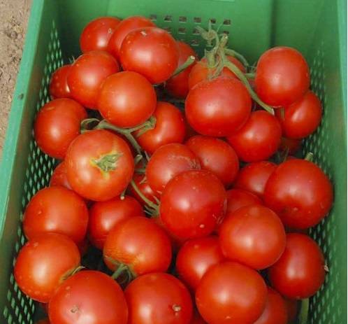 Tomaatti Primadonna