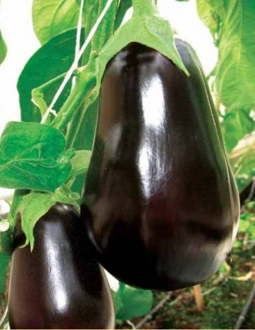 aubergine Vikar