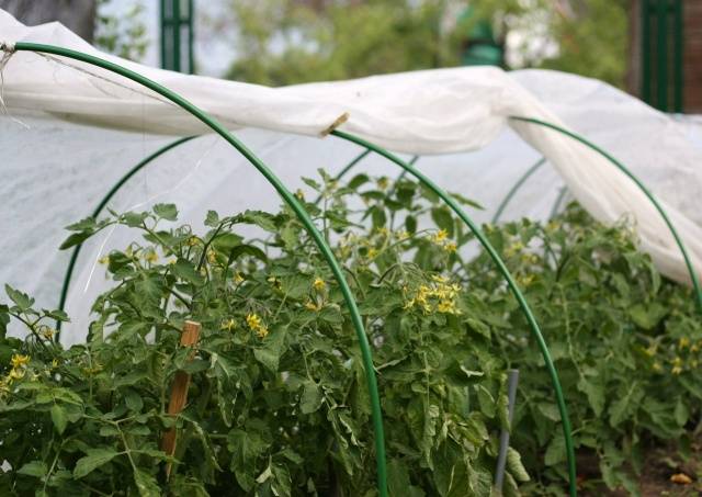 Tomaattien taimien istuttaminen kasvihuoneeseen