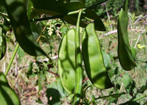 Haricots à grains royaux