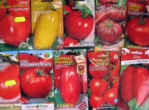 Kuinka itää tomaatin siemeniä taimia varten