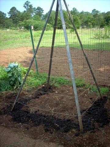 Haricots verts géants