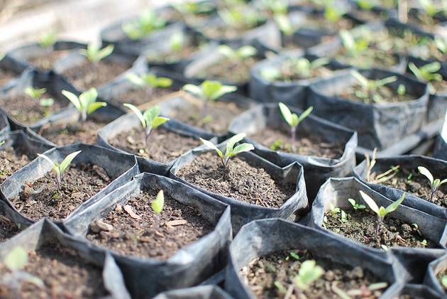 Aubergine Patio blauw F1