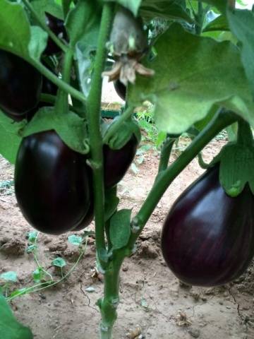 aubergine Vikar