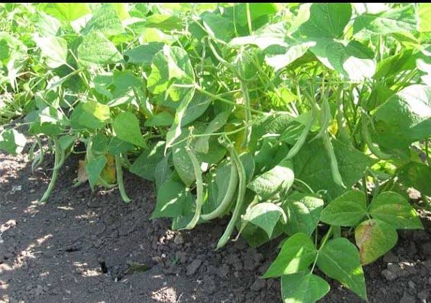 Haricots verts géants