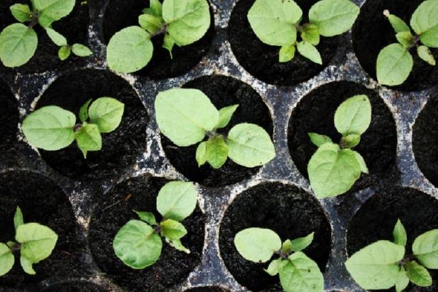 Plantera aubergineplantor