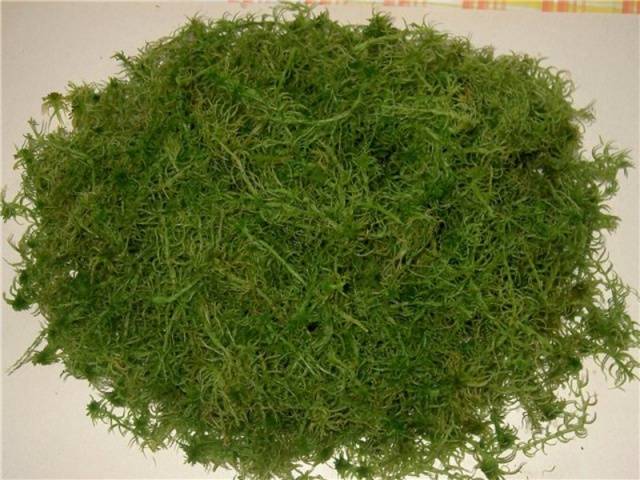 Sphagnum