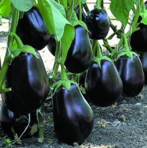 aubergine Vikar