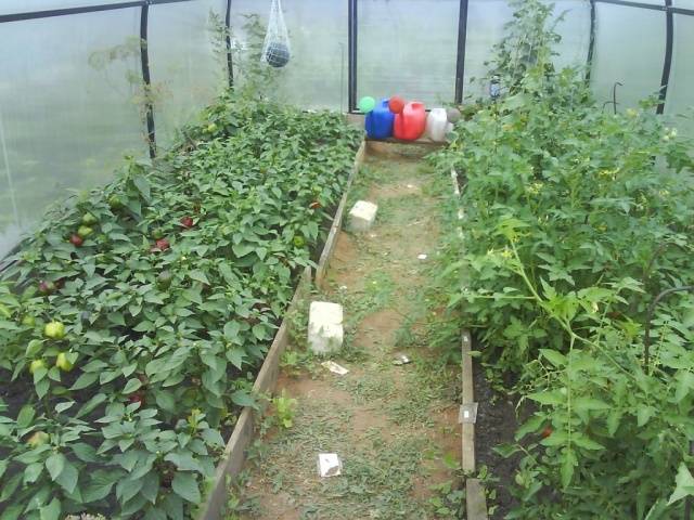 Tomaattien ja pippurien taimien ruokinta