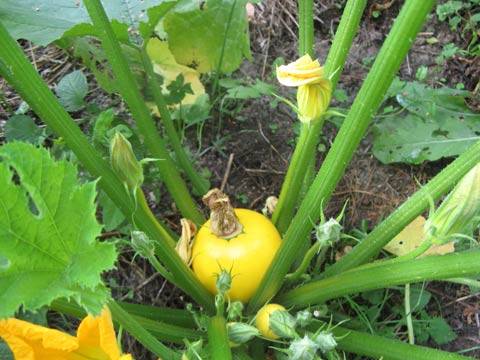 Zucchini Oren F1 