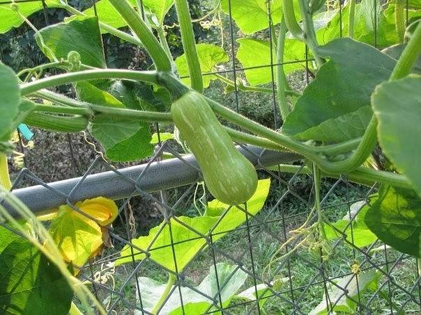 Courgettes grimpantes