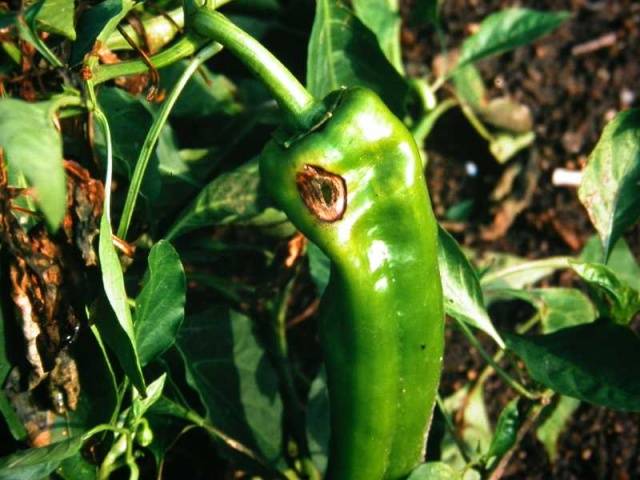 Pippurin poiminta: miten ja milloin poimia taimia