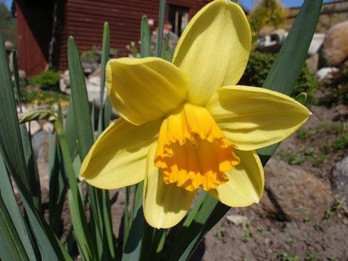 Narcissus Golden Harwist