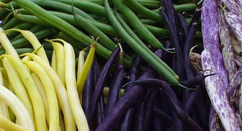 Snegurochka asparagus beans