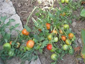 Miksi tomaatin taimet käpristävät lehtiään?