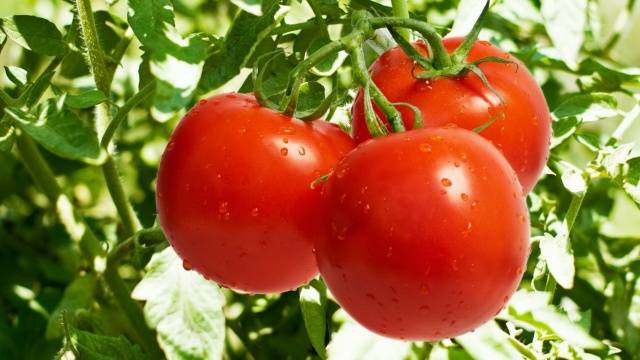 Tomaatin taimet kiinalaiseen tapaan 