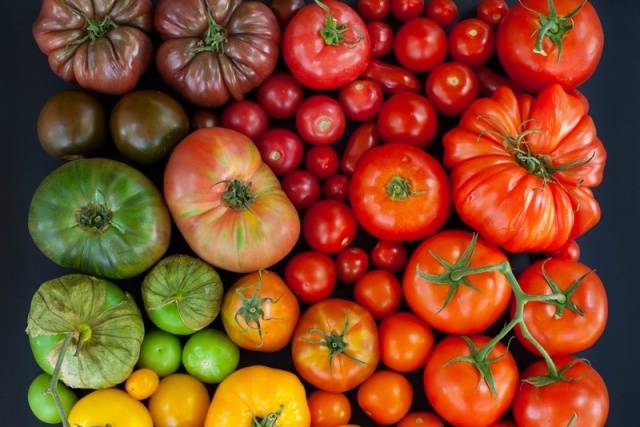 Tomaattilajikkeet salaatteihin