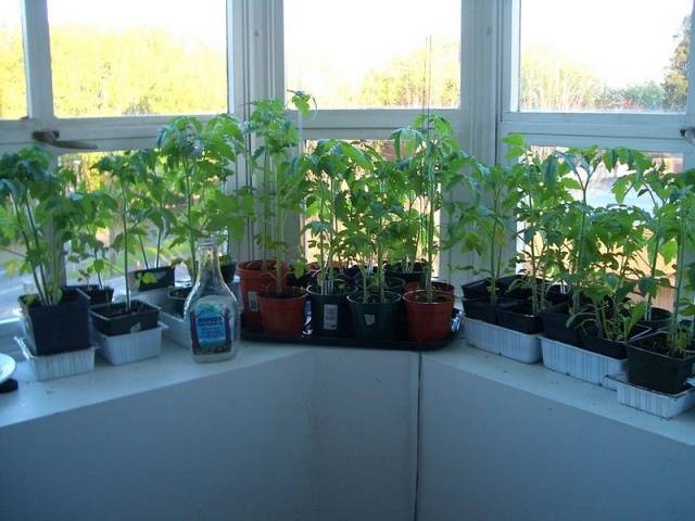 Tomaatin taimien kasvatus kotona 
