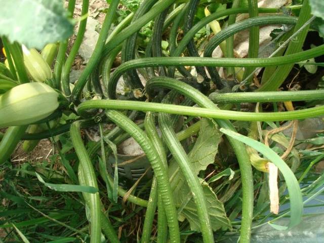 Pag-akyat ng zucchini