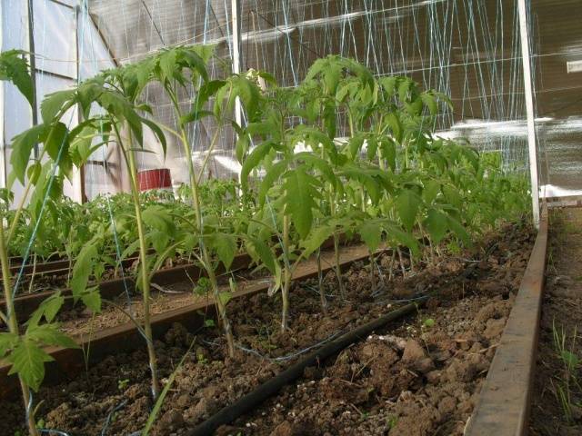 Tomaattien taimien istuttaminen kasvihuoneeseen