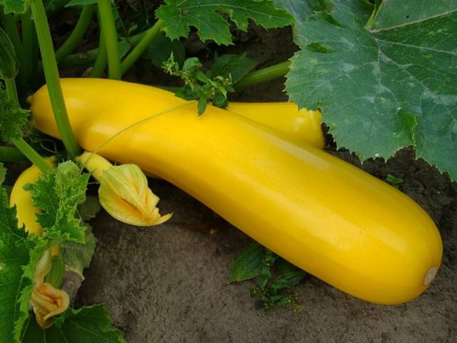 Variété de courgettes Zolotinka