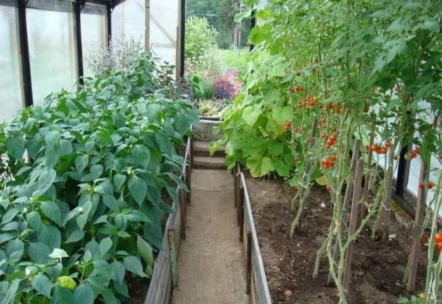 Tomaattien ja pippurien taimien ruokinta
