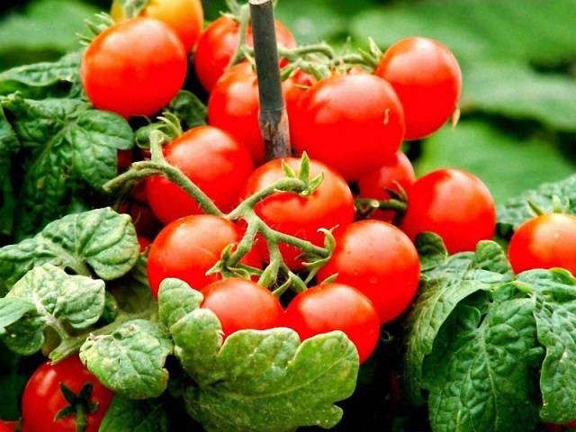 Carpal tomaatit avoimeen maahan 