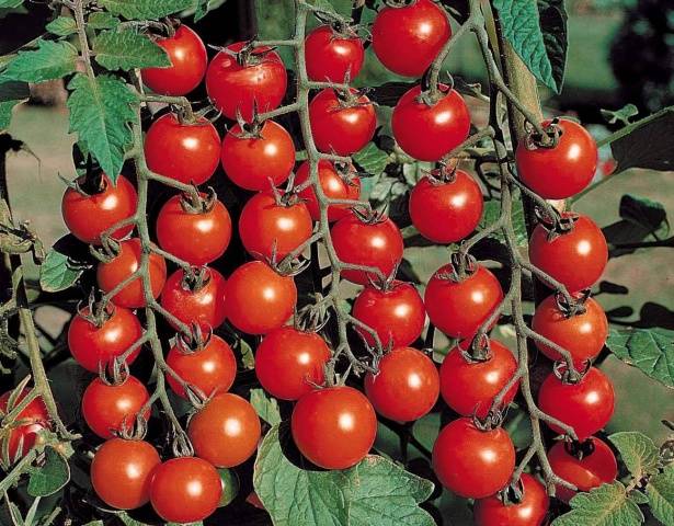 Raceme-tomaatteja kasvihuoneisiin