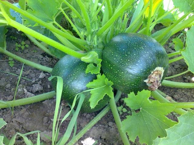 Palla di varietà di zucchine