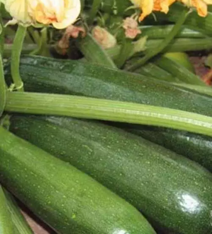 Zucchini squash Skvorushka.