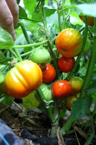 Japanese Red Eggplant