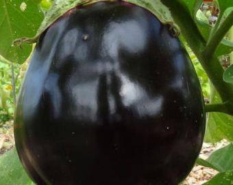 Bulan Hitam