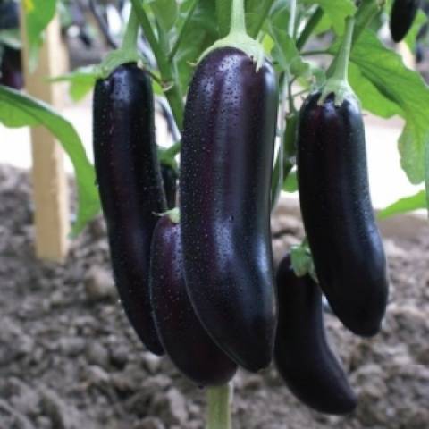 Aubergine Galina F1