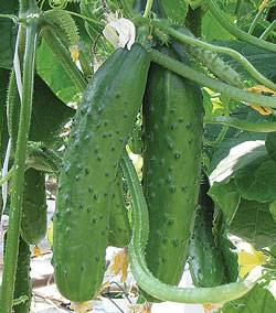 Cucumber hybrid Emelya F1