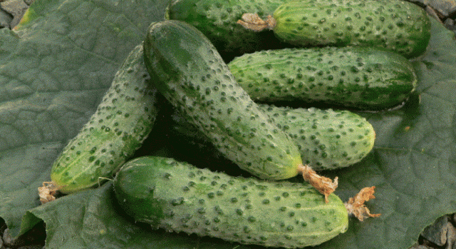 Hybrid cucumber Herman F1